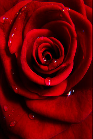 wallpaper roses red. Red Rose iPhone Wallpaper