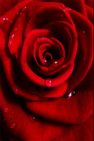 roses wallpapers. Red Rose iPhone Wallpaper,