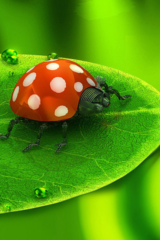 Ladybug