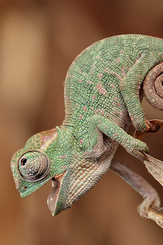 Chameleon