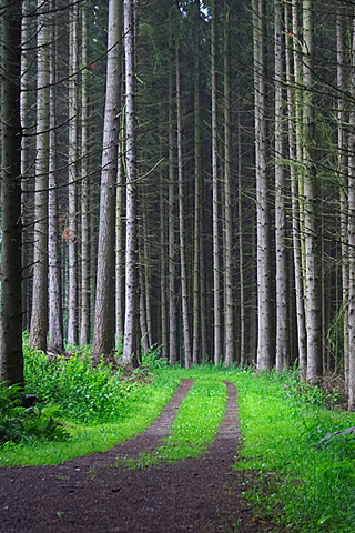 Forest Track