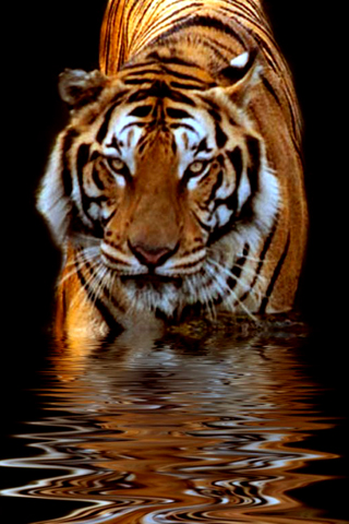 Wallpaper Of Tiger. Related iPhone Wallpapers