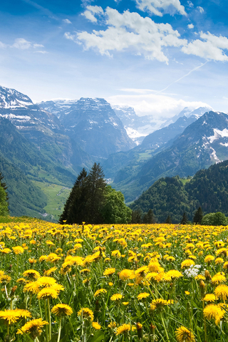 Mountain Spring