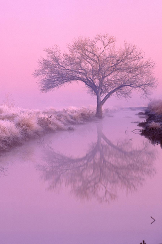 Frozen Trees