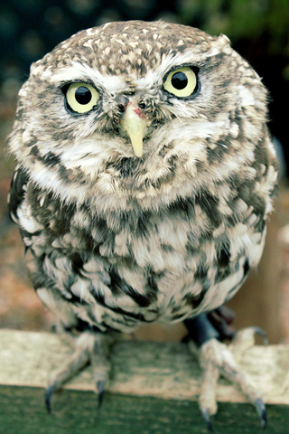 Cute Owl