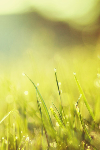 Grass Bokeh