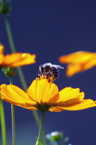 Flower and Bee