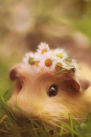 Cute Hamster