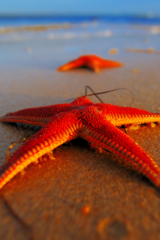 Starfish