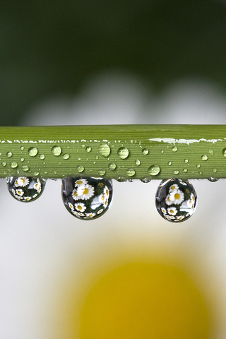 Daisies in Water Drops
