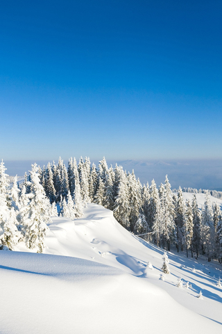 Winter Landscape