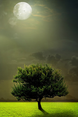 Moon and Tree