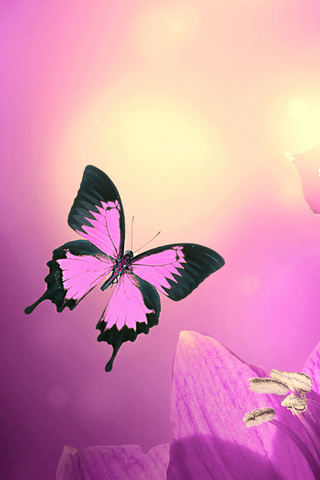 Pink Butterfly