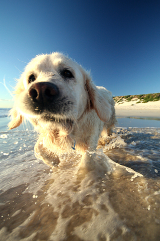 Water Dog