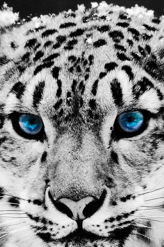 Snow Leopard