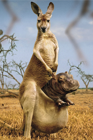 Kangaroo Hippo