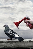 Pigeon Scare
