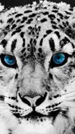 Snow Leopard