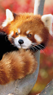 Red Panda