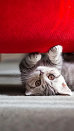 Cat Couch