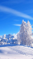 Winter Landsca...