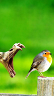Bird and Snake