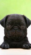 Black Pug