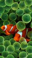 Clown Fish