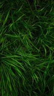 Greeny Grass