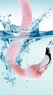 Seabird