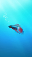 Betta Fish