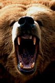 Grizzly Bear