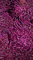 Purple Mesh