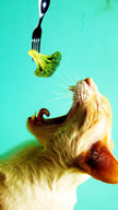 Broccoli Cat