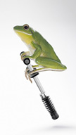 Jumping Frog
