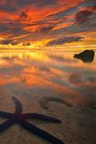 Starfish Sunli...