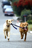 Running Dogs iPhone Wallpaper