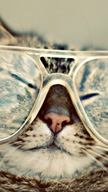 Cool Cat