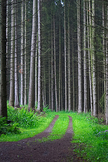 Forest Track iPhone Wallpaper