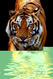 Tiger iPhone Wallpaper
