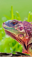 Rainbow Lizard