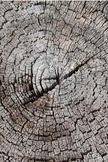 Stump Rings