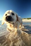 Water Dog
