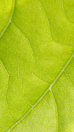 Green Leaf
