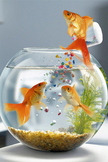 Goldfish Surpr...