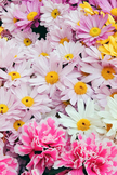Flower iPhone Wallpaper