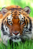 Tiger iPhone Wallpaper