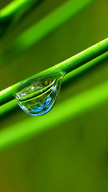 Stem Waterdrop