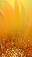 Flower Closeup