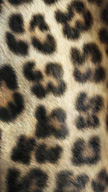 Leopard Skin